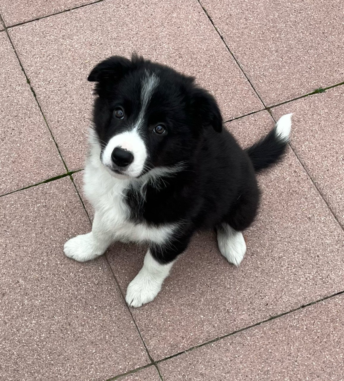 Border collie pups