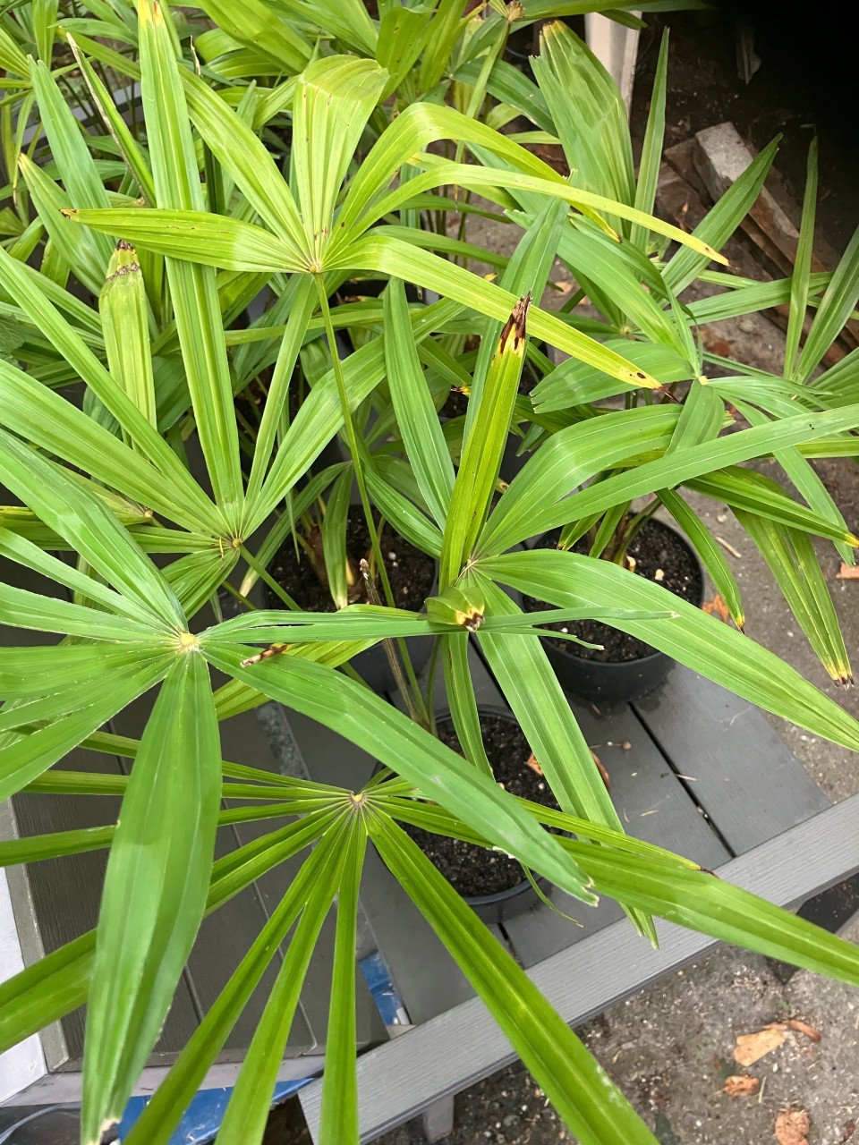 Palmen Chamaerops humilis