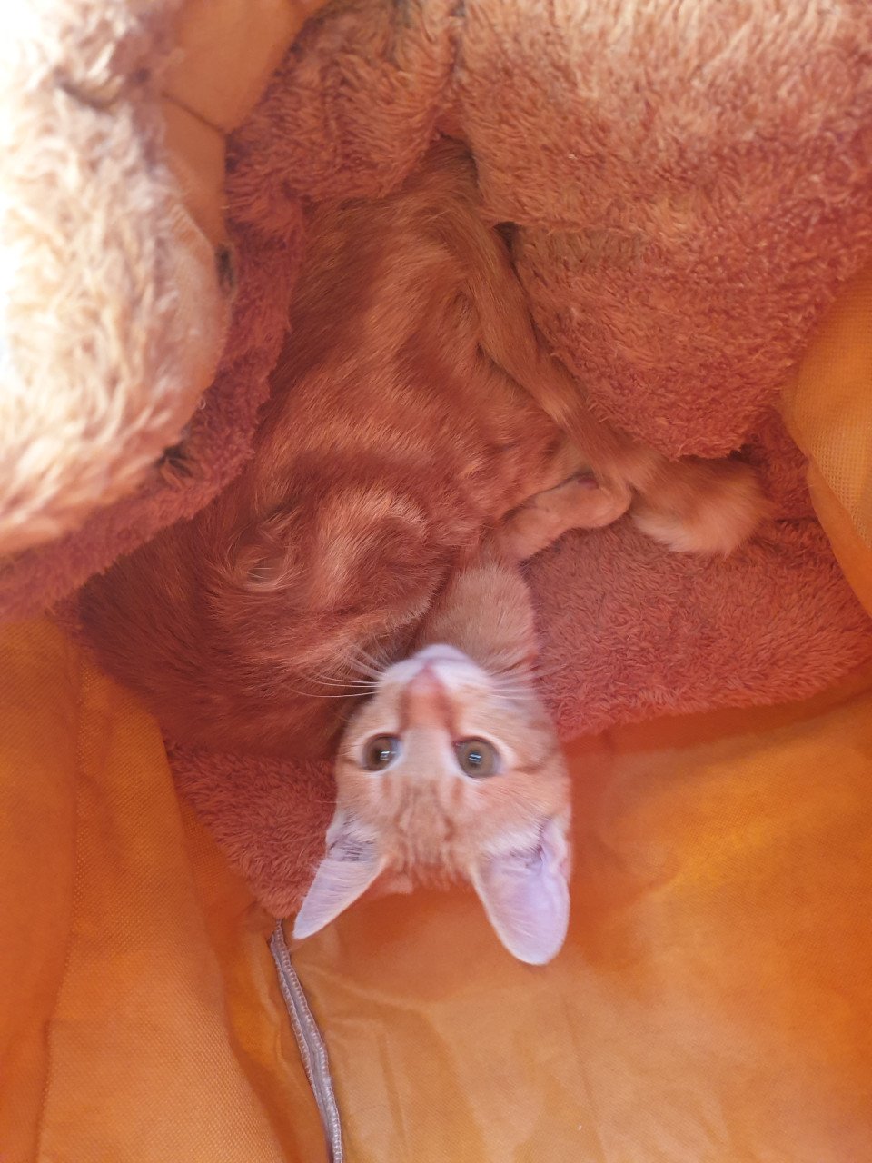 Rode kittens moederpoes meincoen