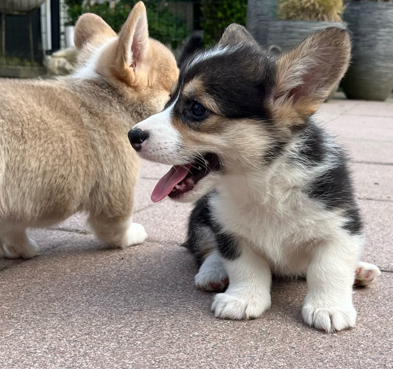 Welsh corgi pembroke puppies
