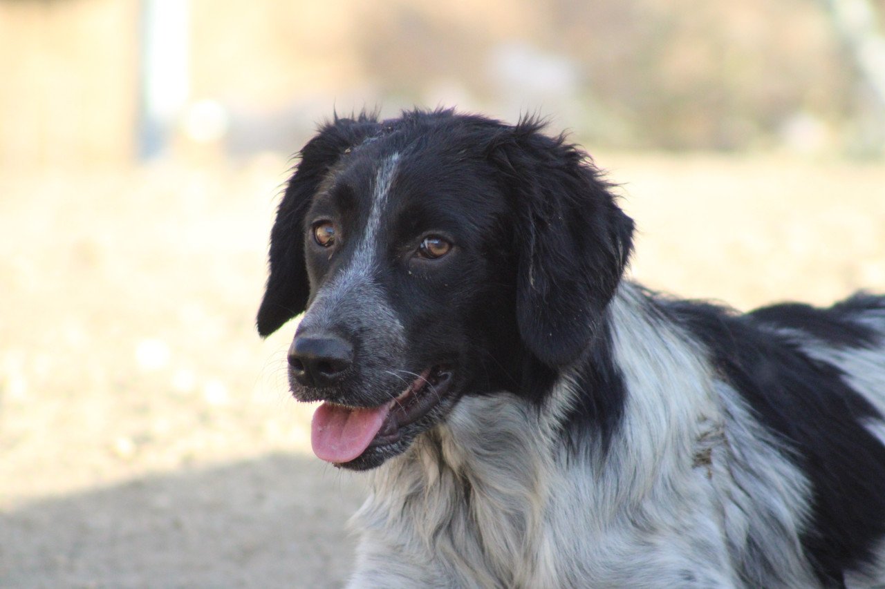 Alora Dog Rescue: Mona, dit lieve meisje zoekt een baasje
