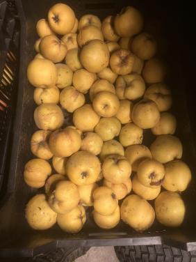 Kweeperen onbespoten