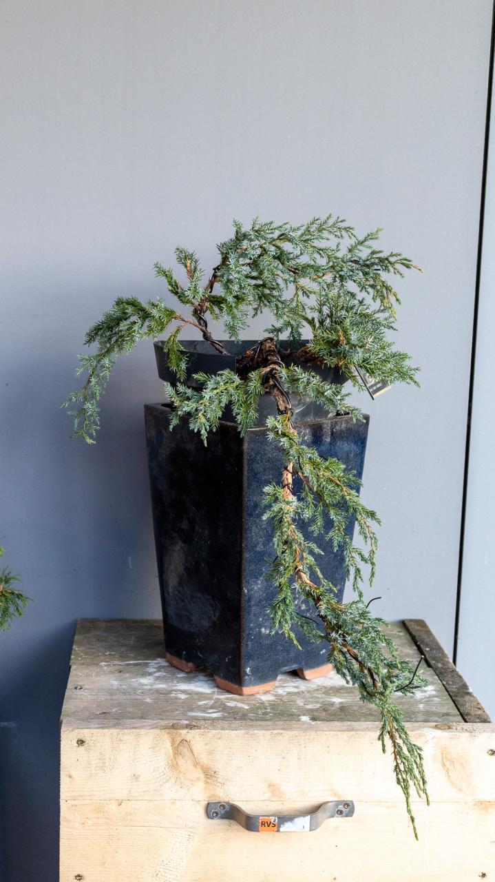 Bonsai Juniperus Blue carpet cascade