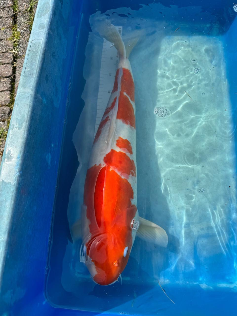 Koi Karpers en gras karper