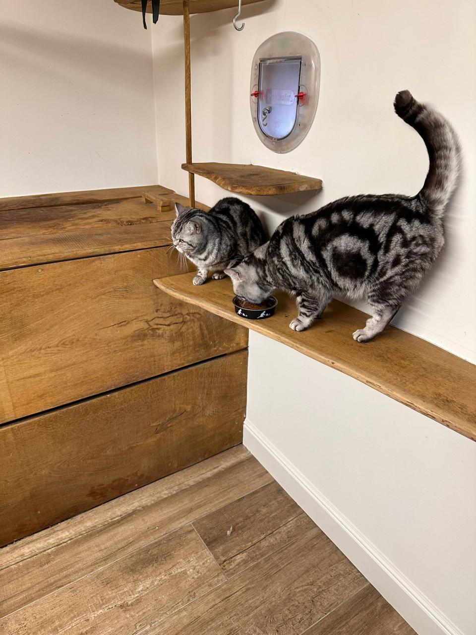 Brits korthaar kittens