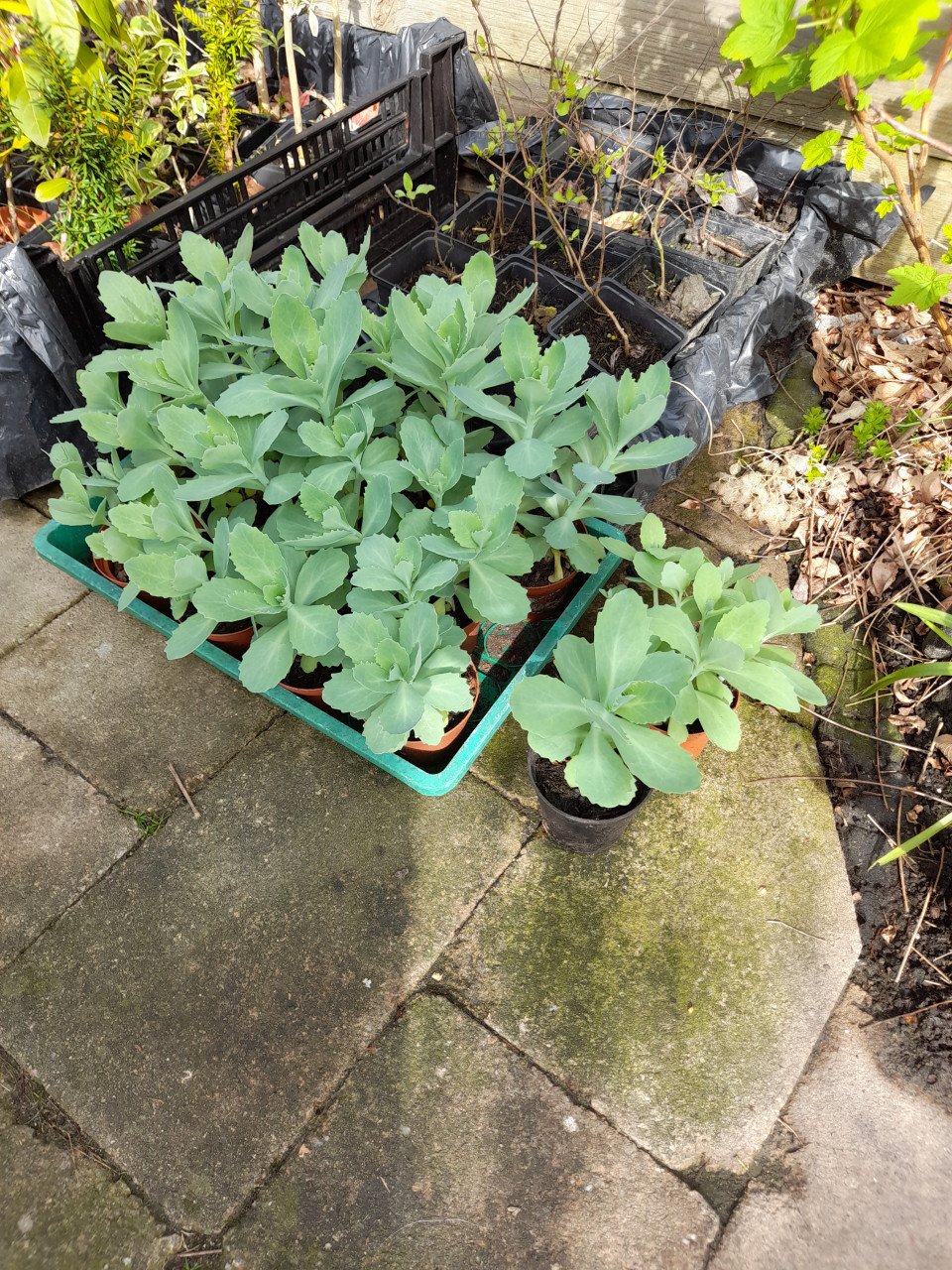 Sedum/hemelsleutel