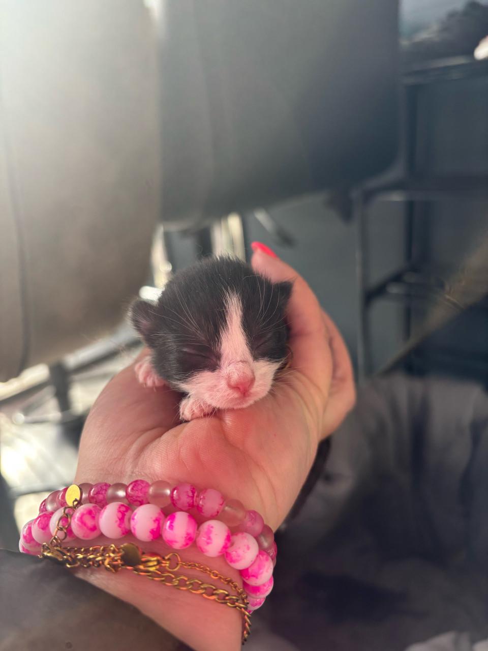 Super mooie kittens te koop