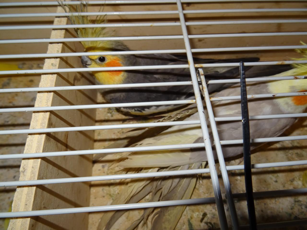 Te koop koppel mooie valk parkieten broedrijp