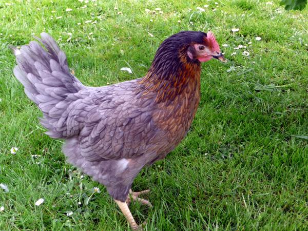 Grote keuze uit jonge leghennen