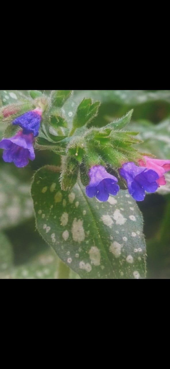 Planten 2 euro per stuk