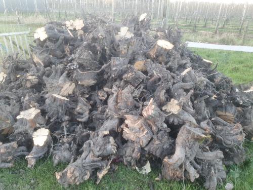 Kachelhout stobben perenhout