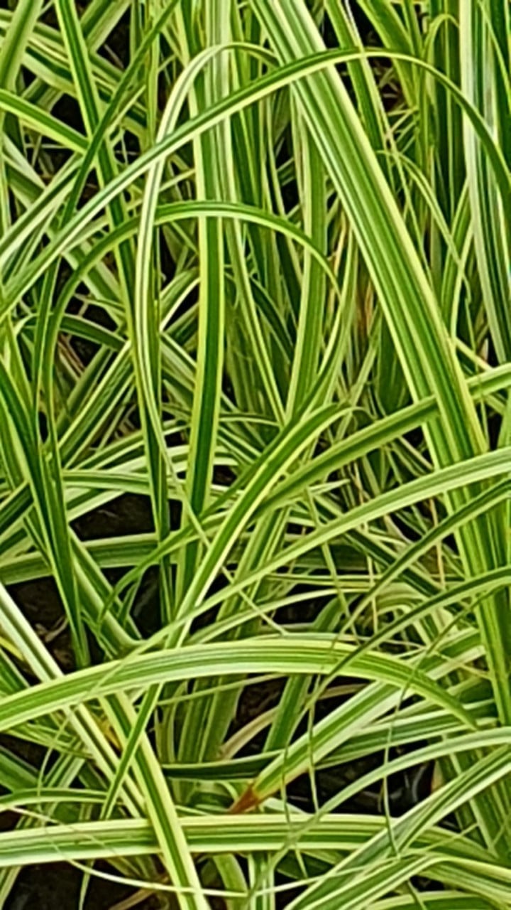 Diverse siergrassen en planten