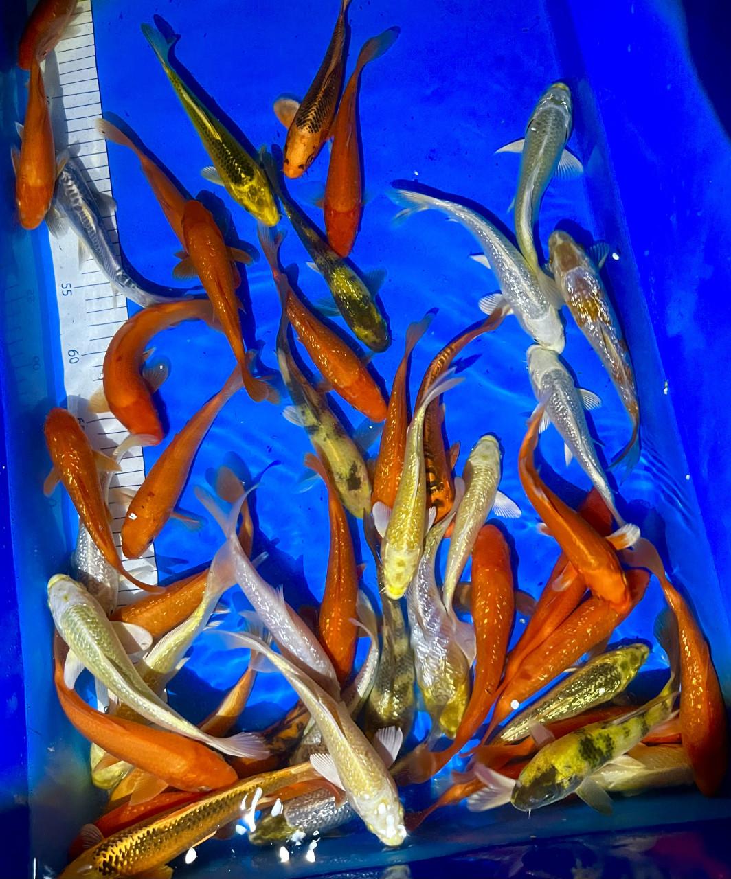 HQ Japanse Tosai 16-20cm en meer diverse koi!
