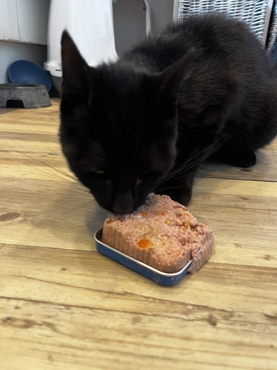 Zwarte Kater