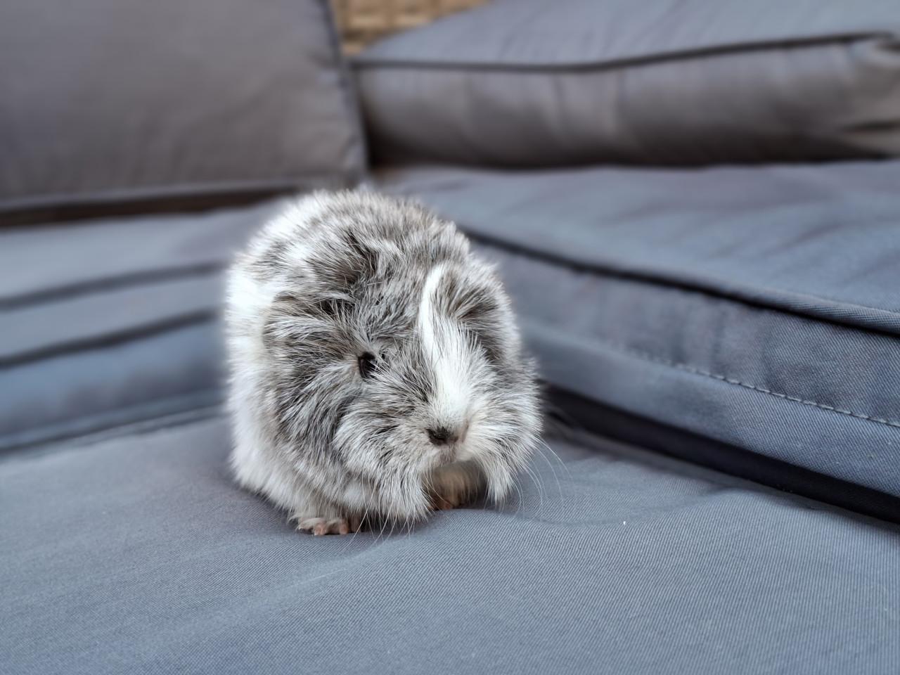 Mooie peruvian cavia's