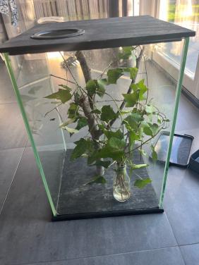 Wandelende takken met terrarium