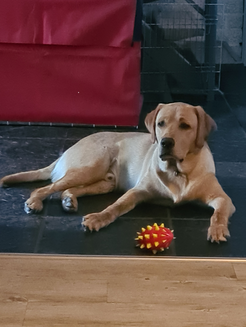 Lief Labrador-duo zoekt een warm en liefdevol thuis.