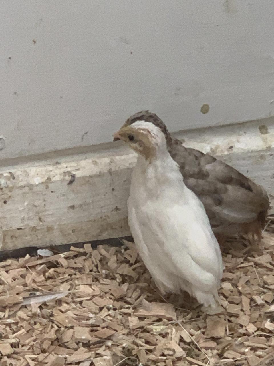 Jonge Dwerg kwartels