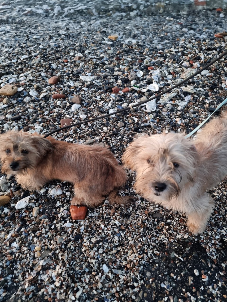 2 pups reutjes moeder Maltezer vader Yorkshire Terrier GEZOND SPEELS LIEF