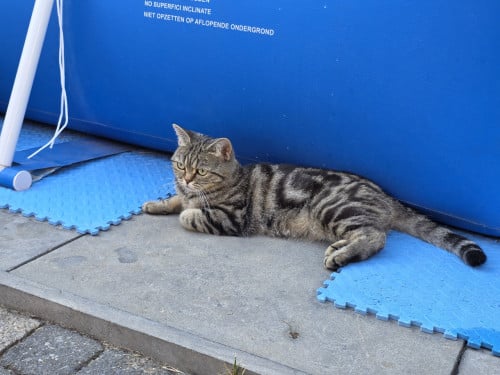 Brits korthaar Black golden tabby blotched poesje