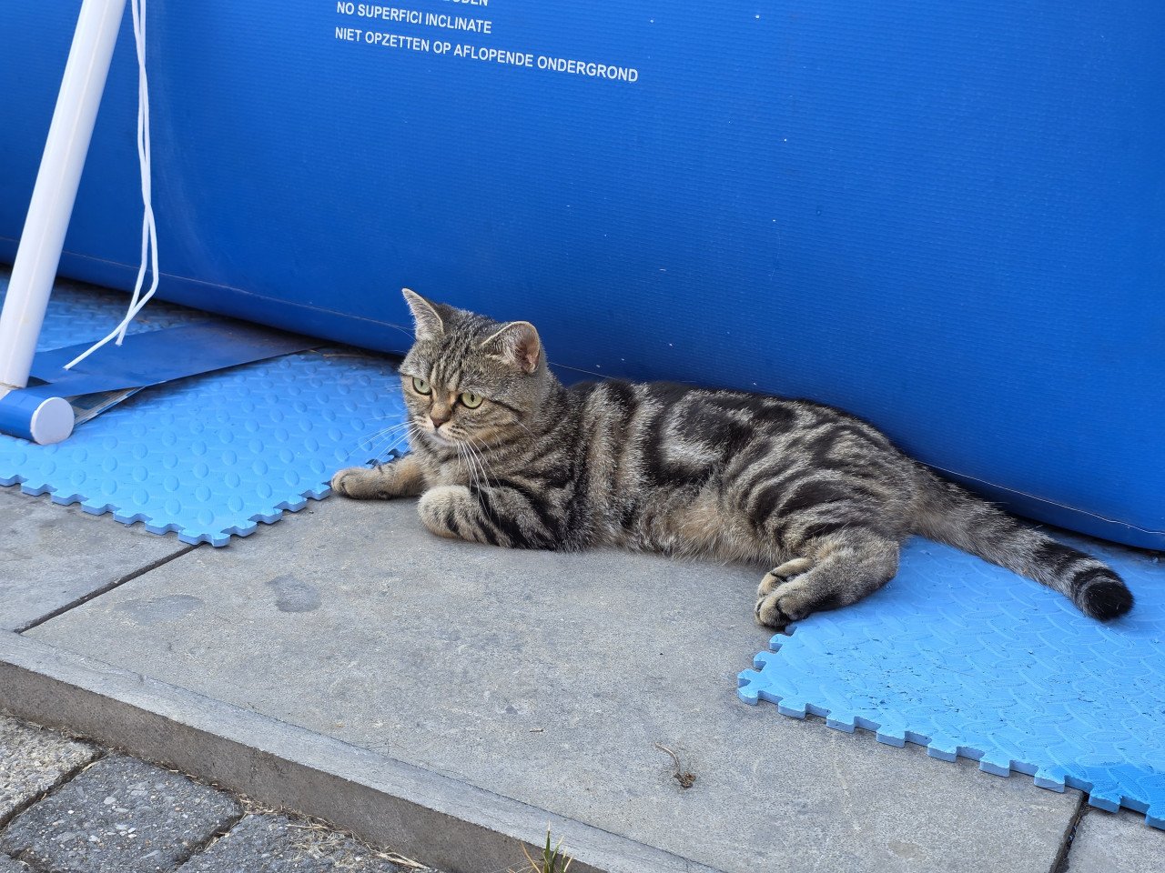 Brits korthaar Black golden tabby blotched poesje
