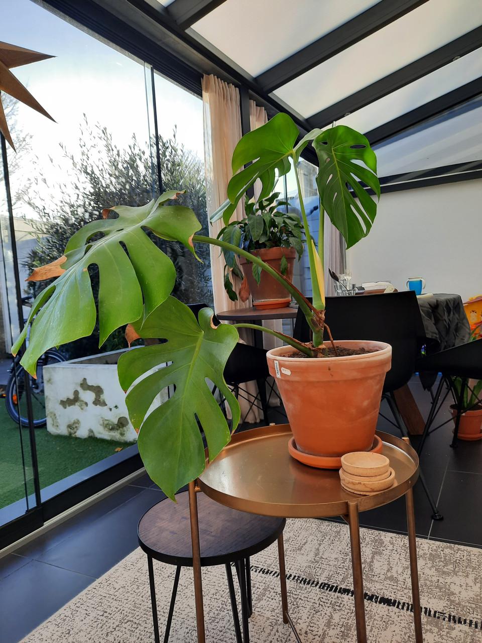 Monstrera - binnenplant