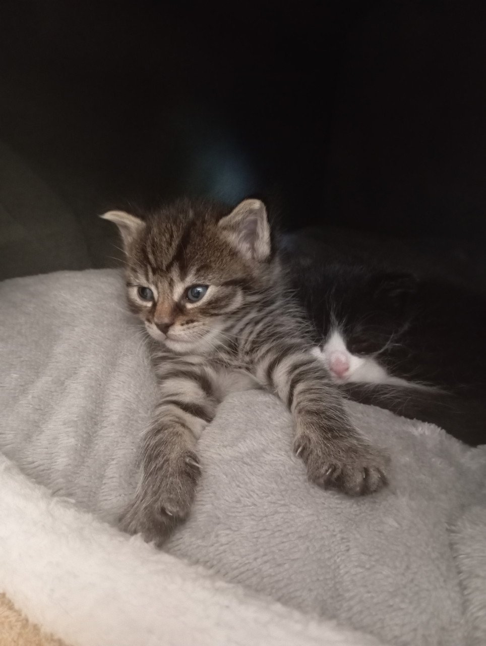 Kittens