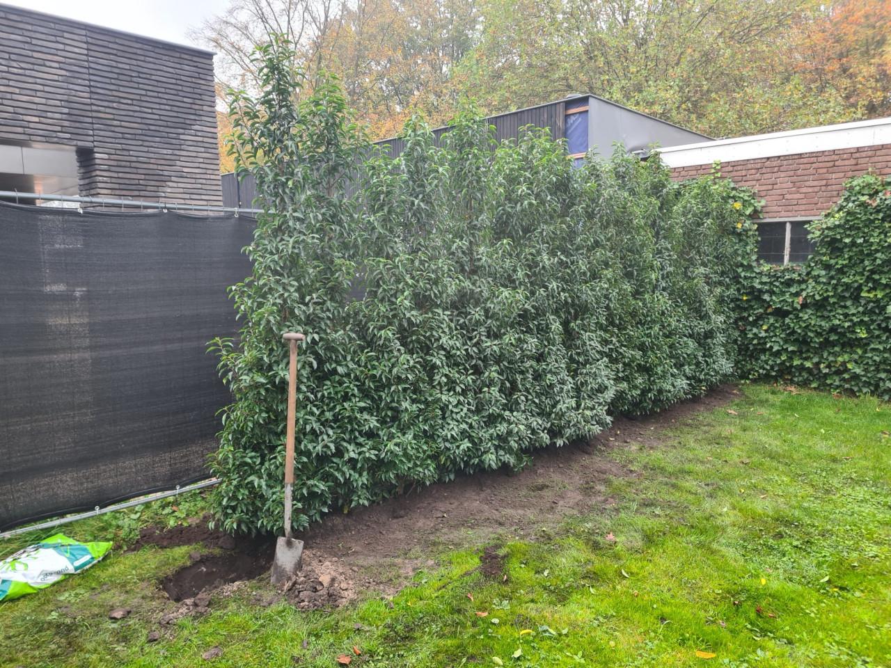 Portugese laurier haagplanten in alle hoogtes