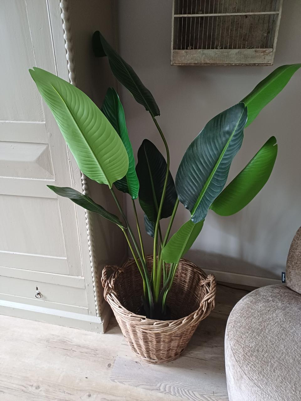 Kunst Strelitzia ongeveer 160 cm