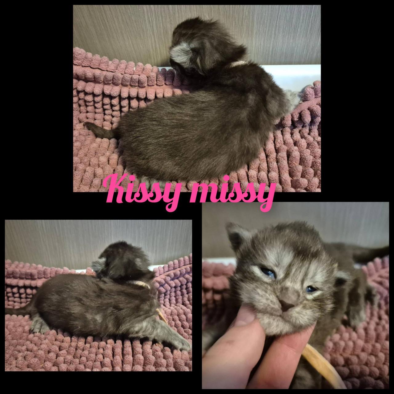 Maine coon dekkater volledig getest en kampioen op show