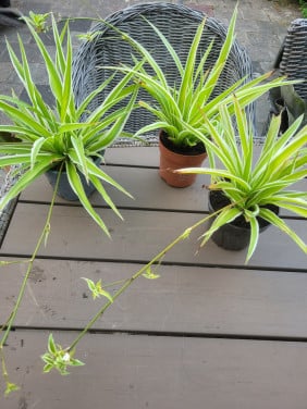 Planten