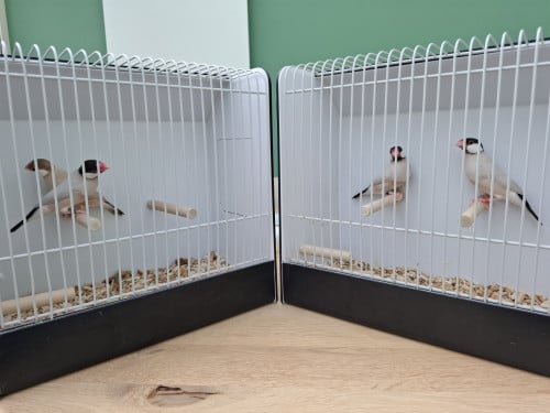Rijstvogels