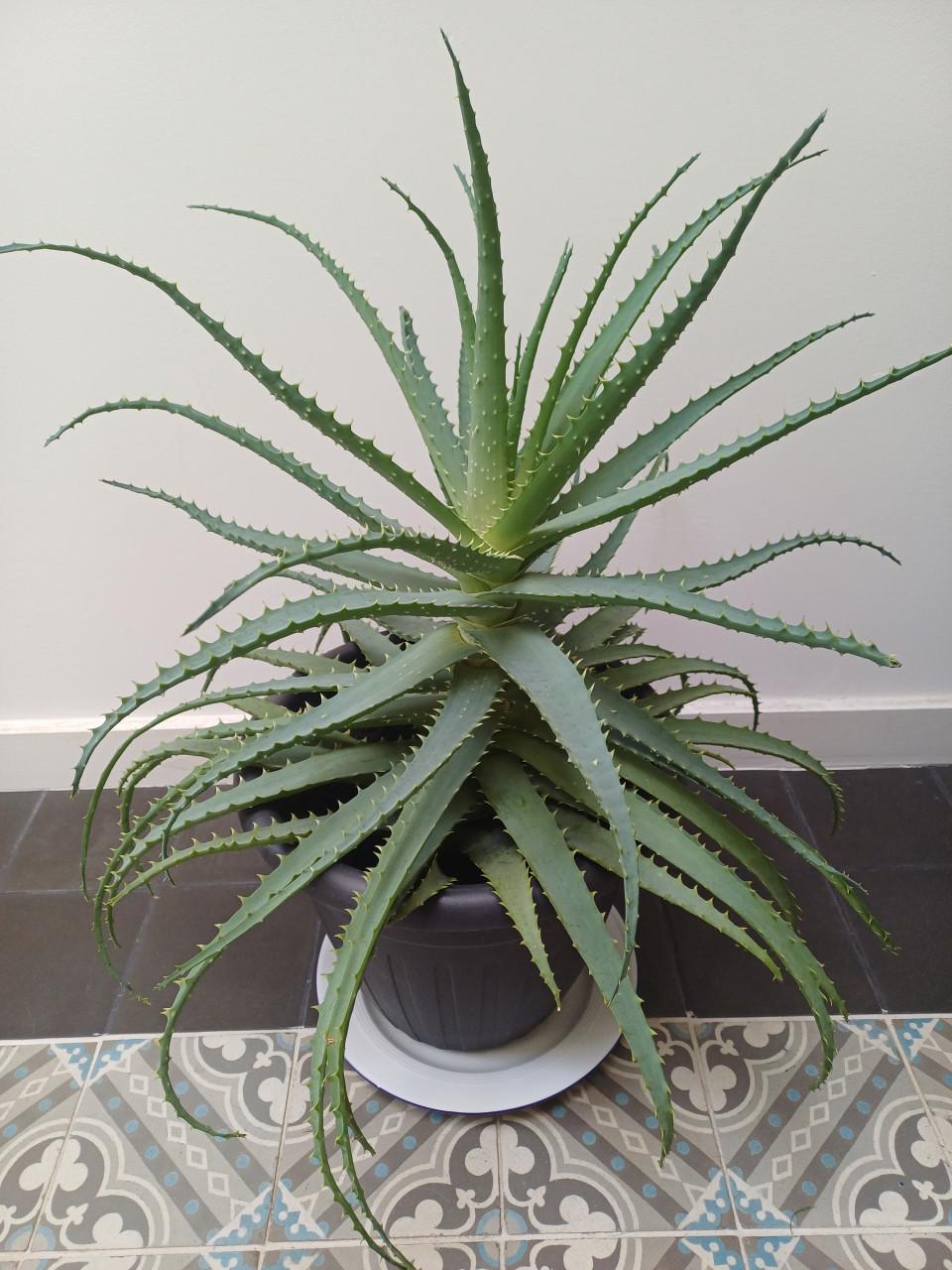 Supergrote ALOË ARBORESCENS: gezond en onlangs nog verpot!