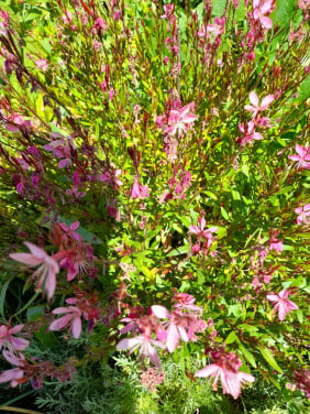 Prachtkaars/Gaura Lindheimeri