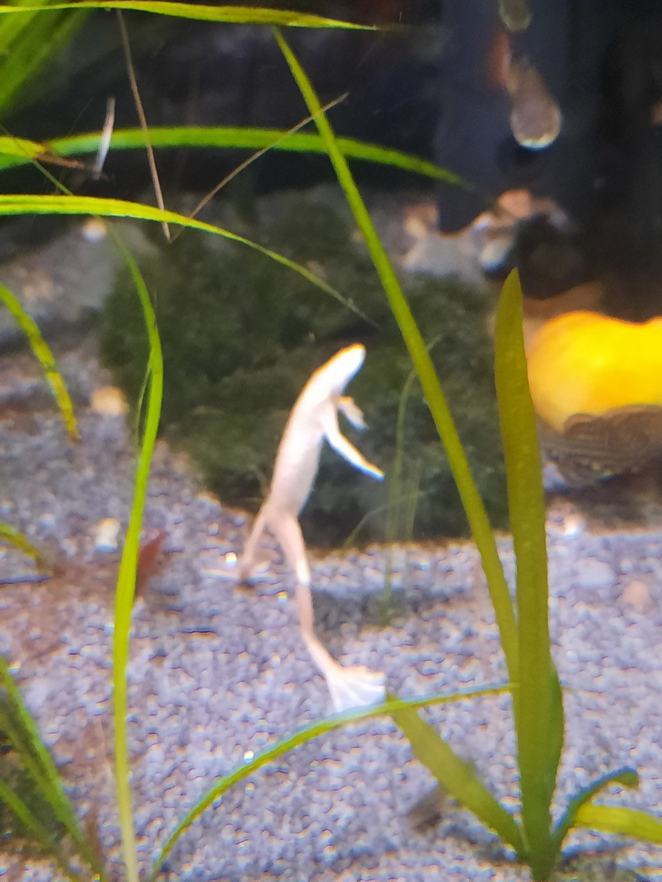 3 Dwergklauwkikkers