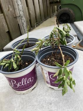 Te koop stekken van de braam.(vers).