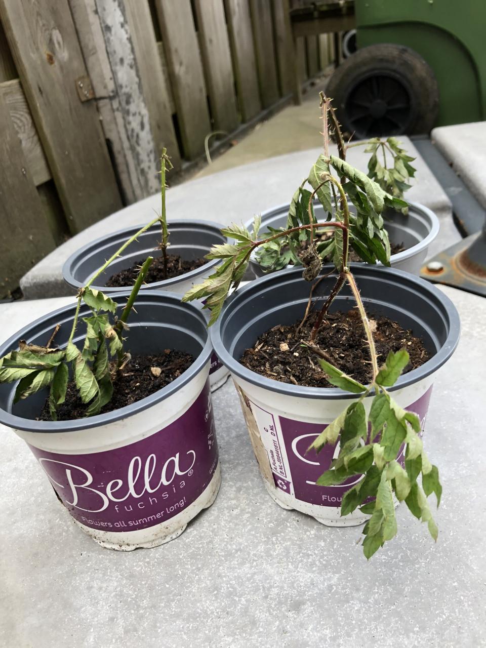 Te koop stekken van de braam.(vers).