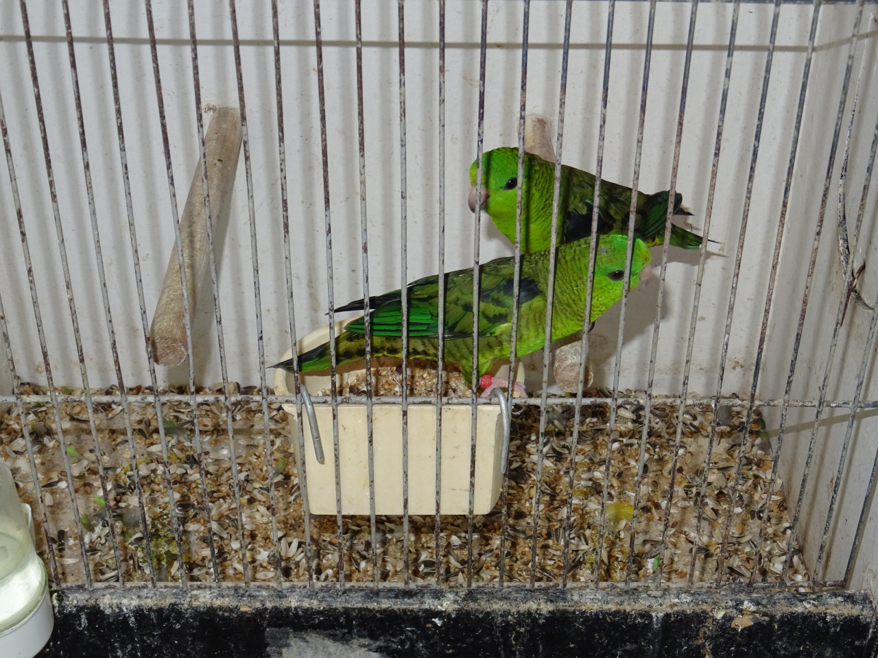 Te koop  koppel  groene broedrijpe Katharina parkieten €40.00