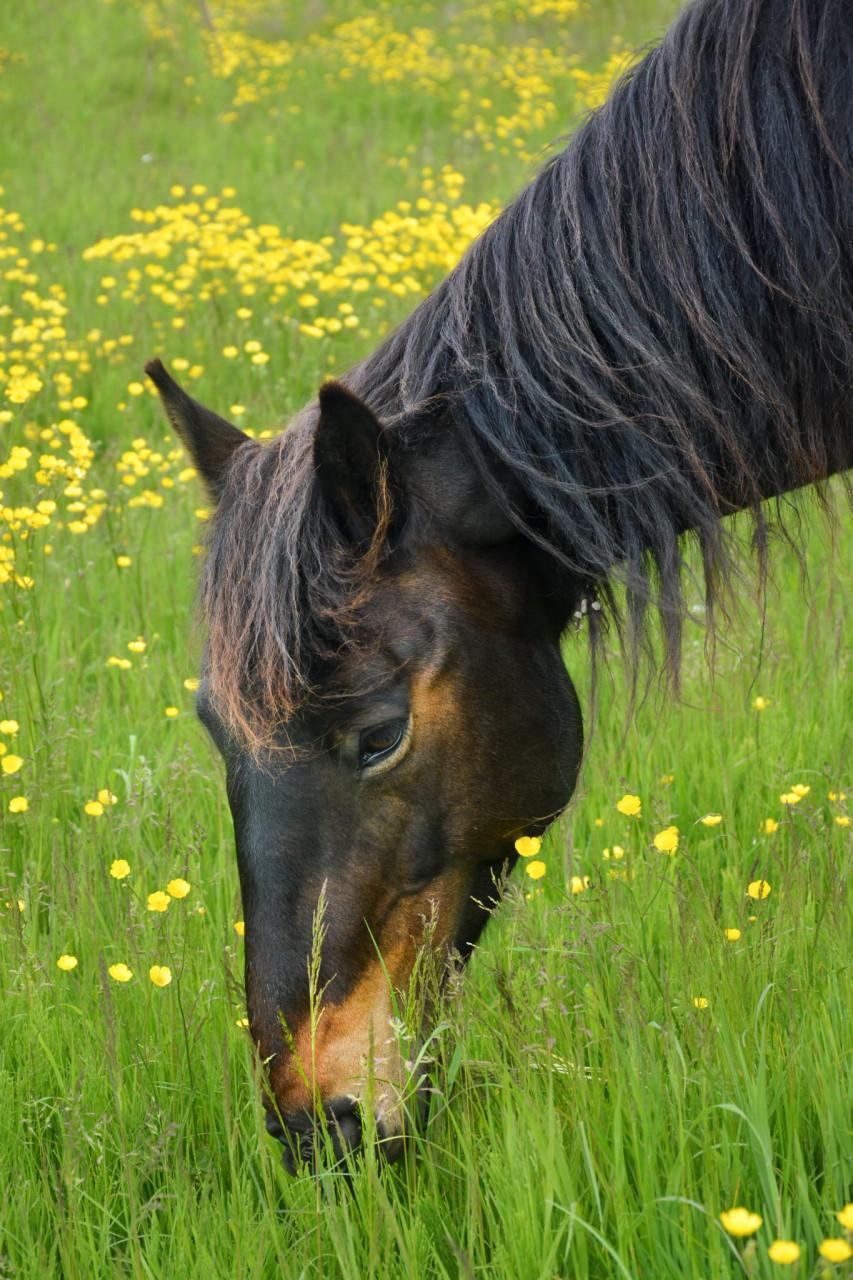 Irish Hunter/Irish Sporthorse ruin te koop