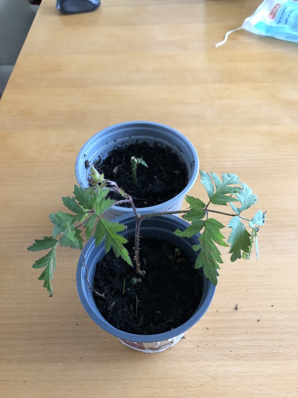 Te koop stekken van de braam.(nieuw).