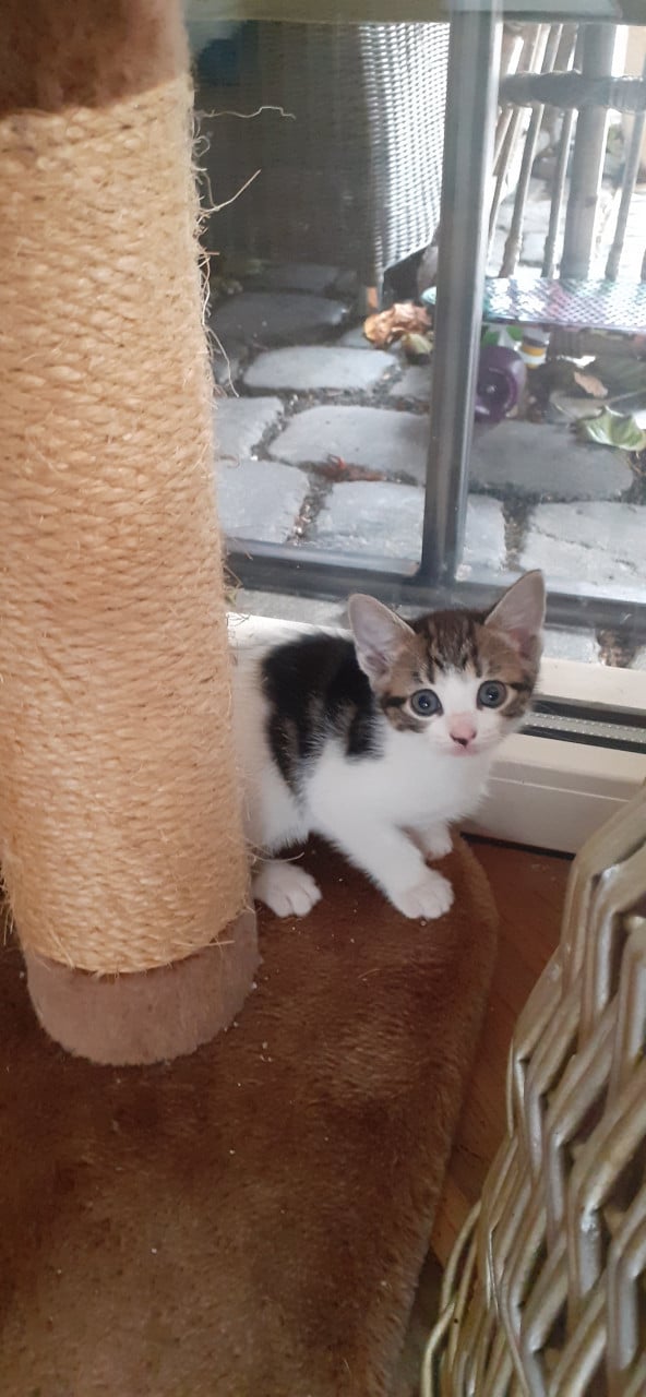 Prachtige kittens 😻😻😻
