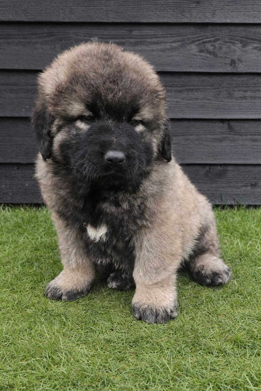 Kaukasische Owcharka / herder pups