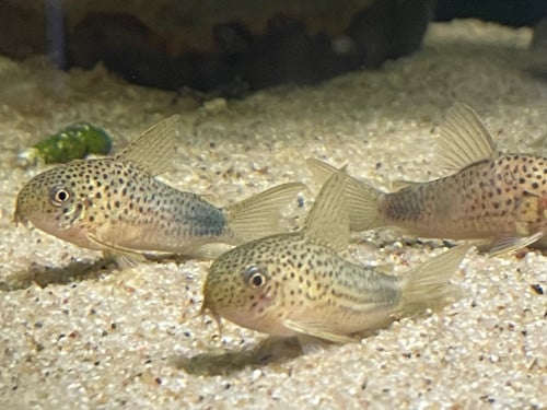 Hoplisoma (corydoras) Simile