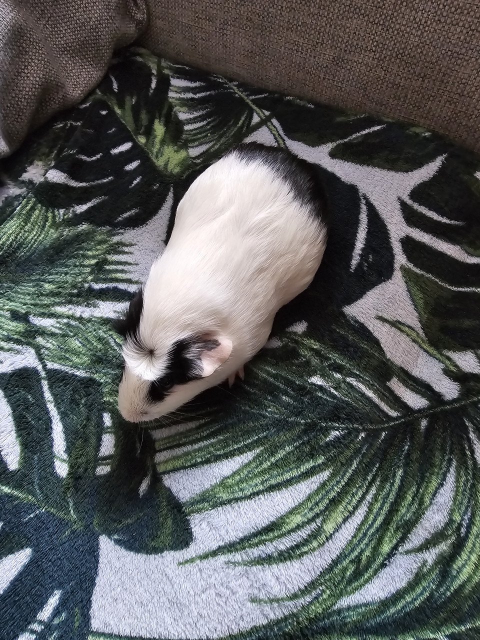 Cavia