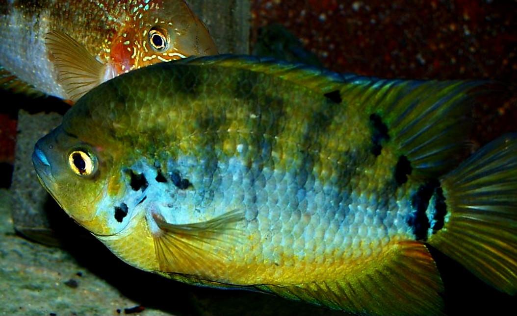 Kweekkoppel Centrarchus cichliden