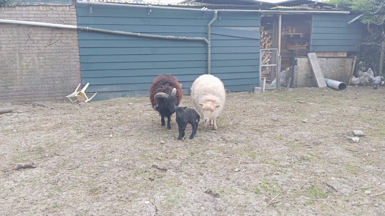 Ouessant schapen, ooien en rammen