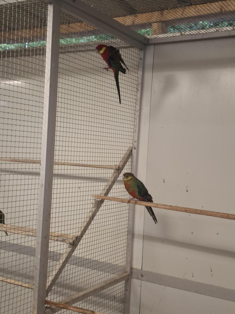 Diverse soorten rosella's