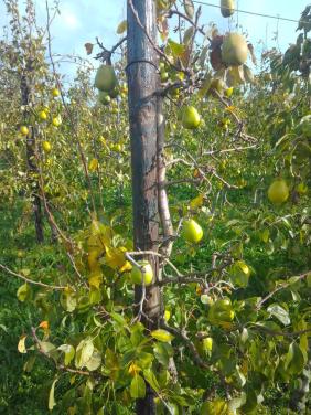Bindmaterialen boomgaard - houten palen - metalen palen - draad