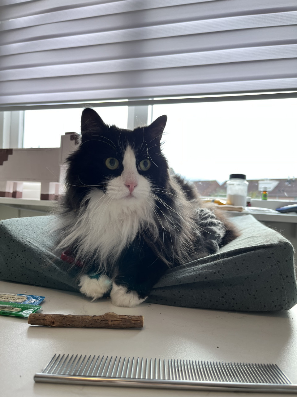 Kattentrimsalon Middelburg en kattentrimmer aan huis in Zeeland