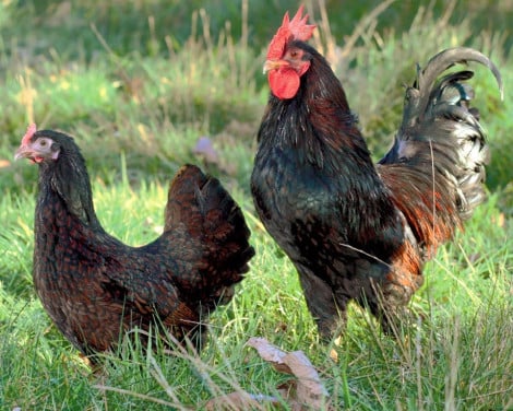 Barnevelder broedeieren